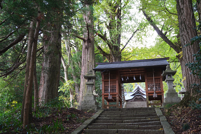 大石見神社のイチョウ・スギ