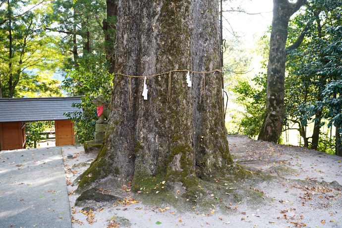 大石見神社のイチョウ