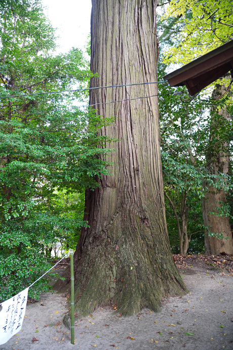 大石見神社のスギ