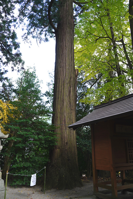 大石見神社のスギ