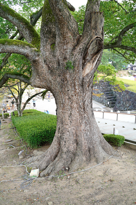 松江城のクスノキ