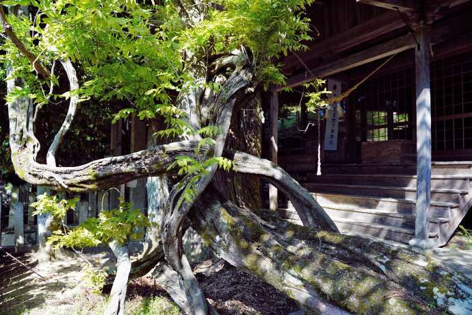 千磐神社の臥龍藤