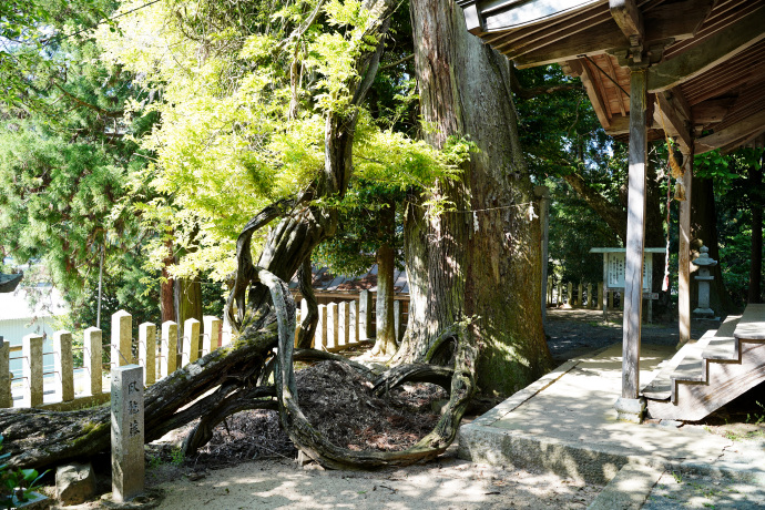 千磐神社のスギ・臥龍藤