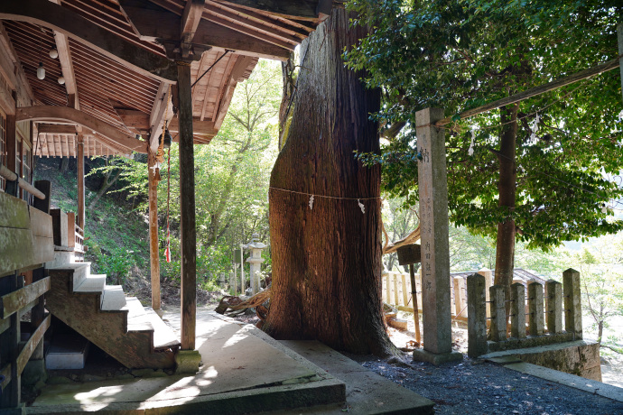 千磐神社のスギ