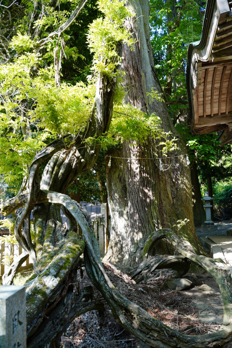 千磐神社のスギ・臥龍藤