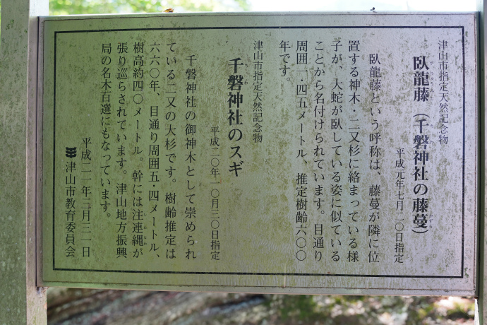 千磐神社のスギ・臥龍藤説明板