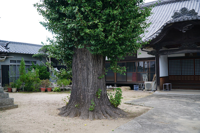 円福寺のイチョウ