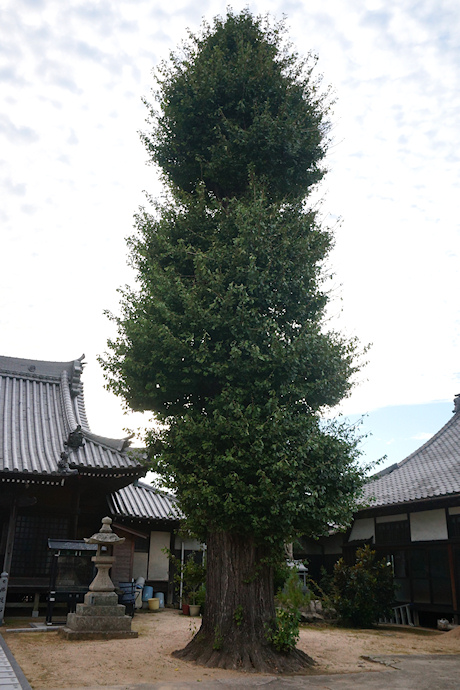 円福寺のイチョウ