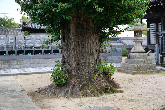 円福寺のイチョウ