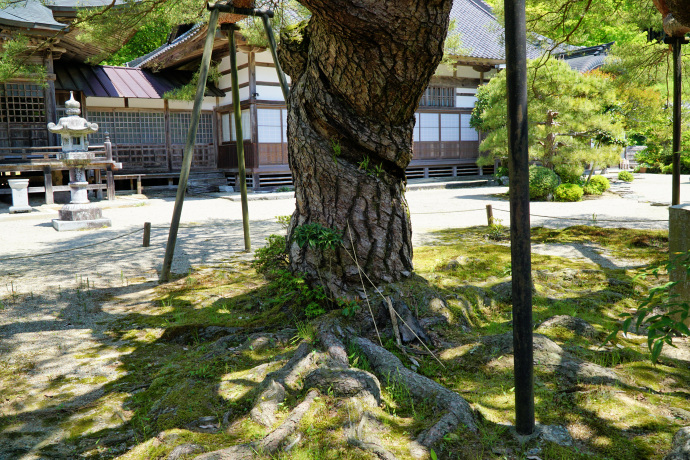 円通寺の寿の松