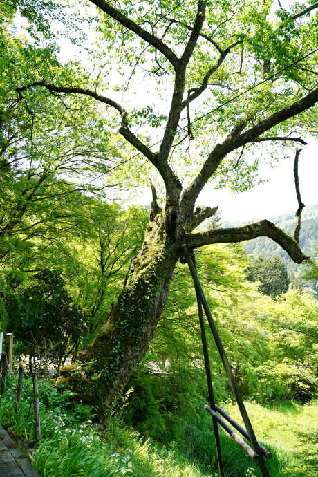 円通寺の一本桜