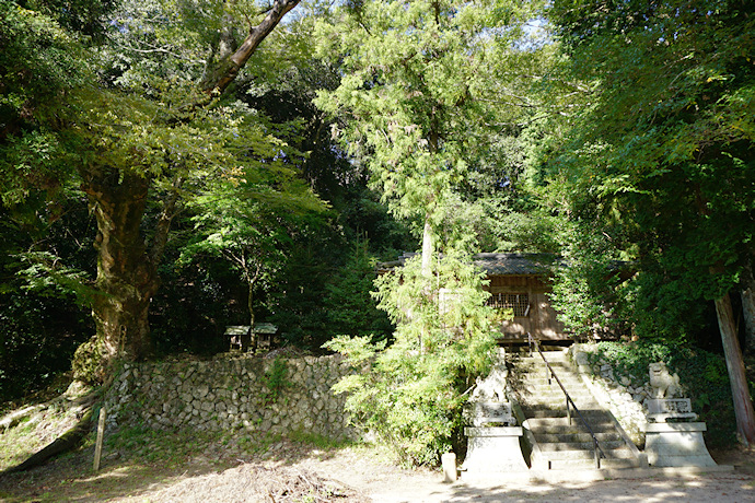 福本神社のケヤキ