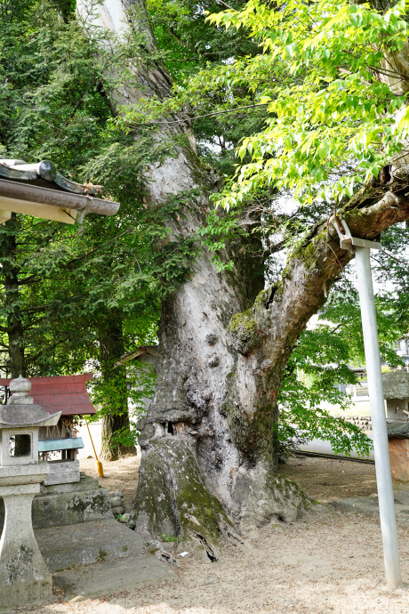 古市場木山宮のムクノキ