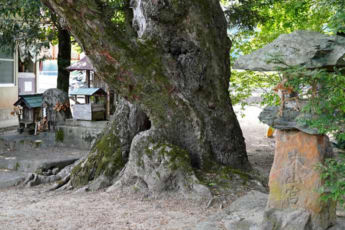 古市場木山宮のムクノキ