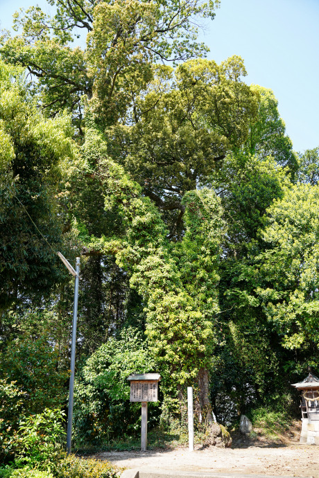 古川神社のシラカシ