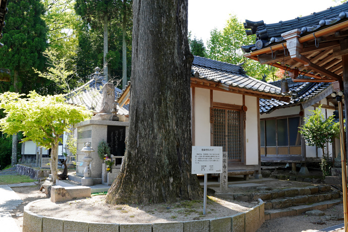 極楽寺のカヤ