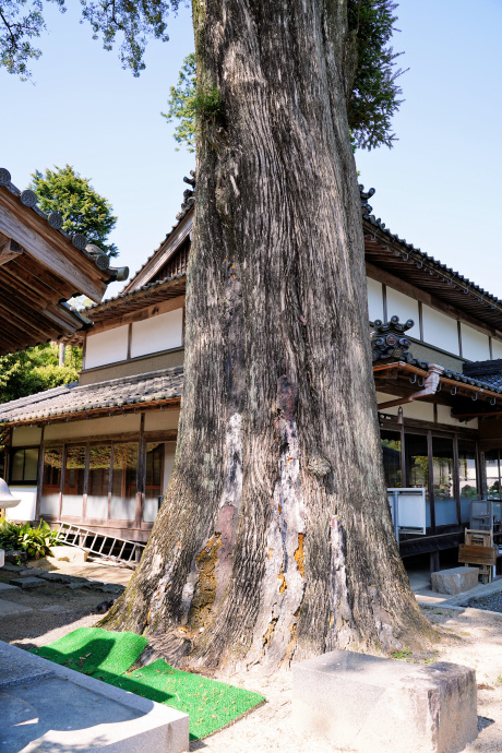 極楽寺のカヤ