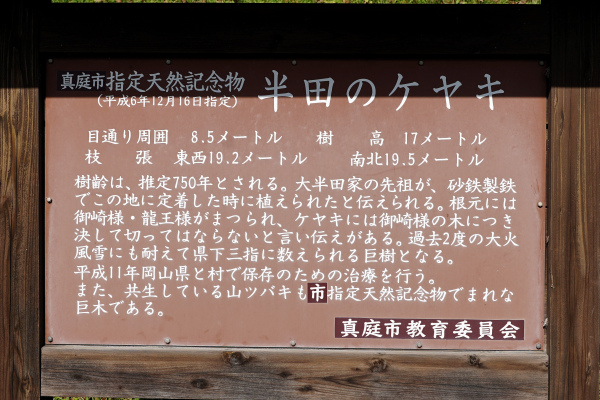 半田のケヤキ説明板