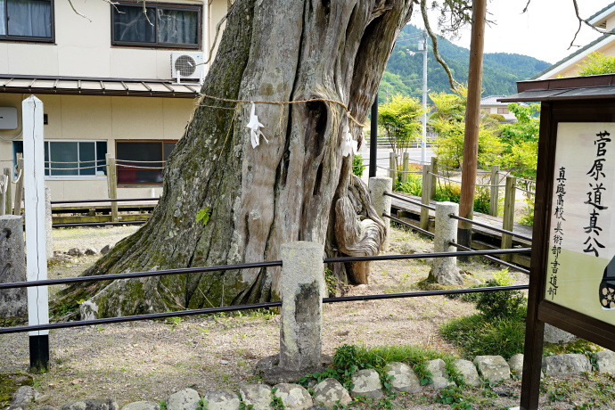 箸立天神のイブキヒバ