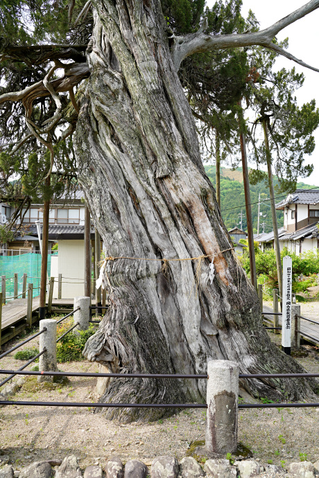 箸立天神のイブキヒバ