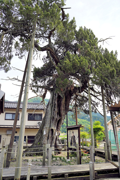 箸立天神のイブキヒバ