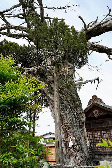 箸立天神のイブキヒバ