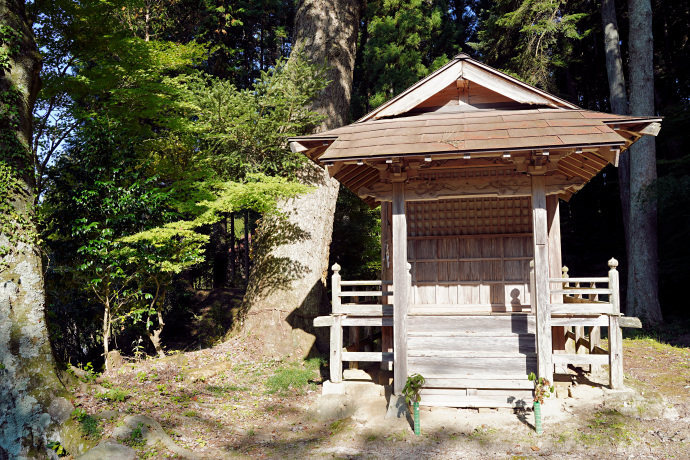 本明寺のモミ