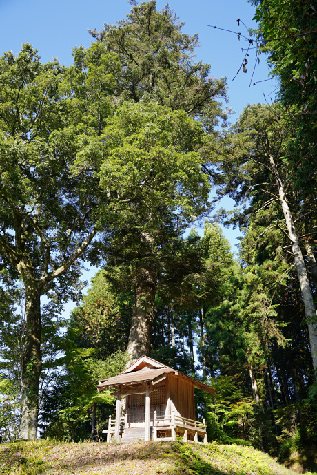 庚申堂と本明寺のモミ