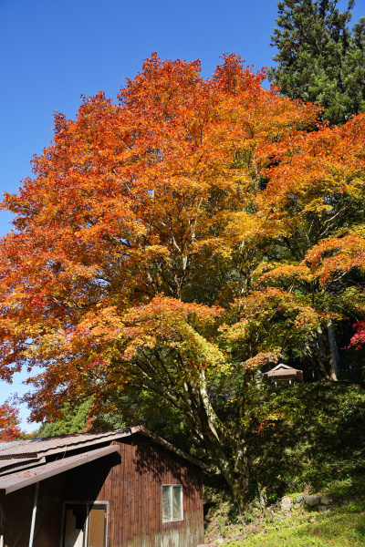 本明寺のモミジ