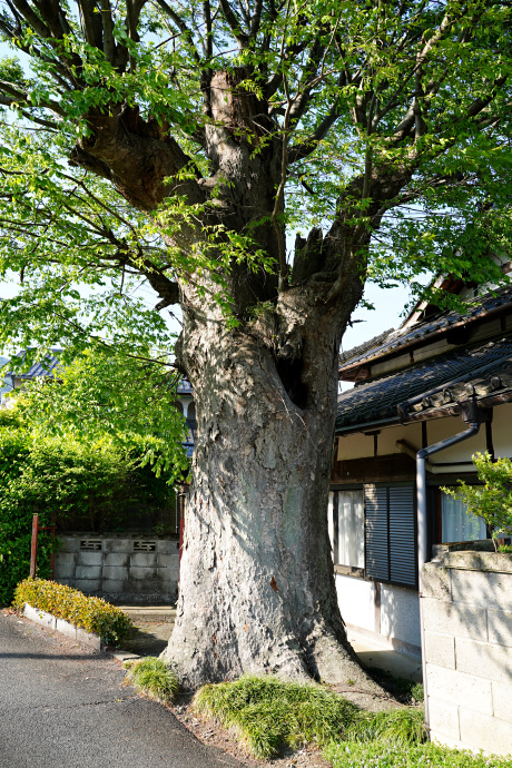 堀坂のケヤキ