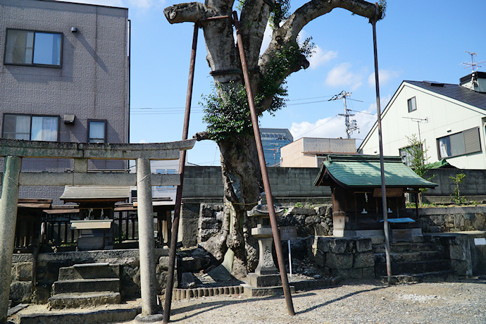 伊勢神社のクロガネモチ