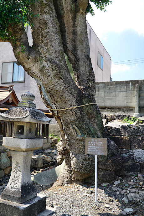 伊勢神社のクロガネモチ