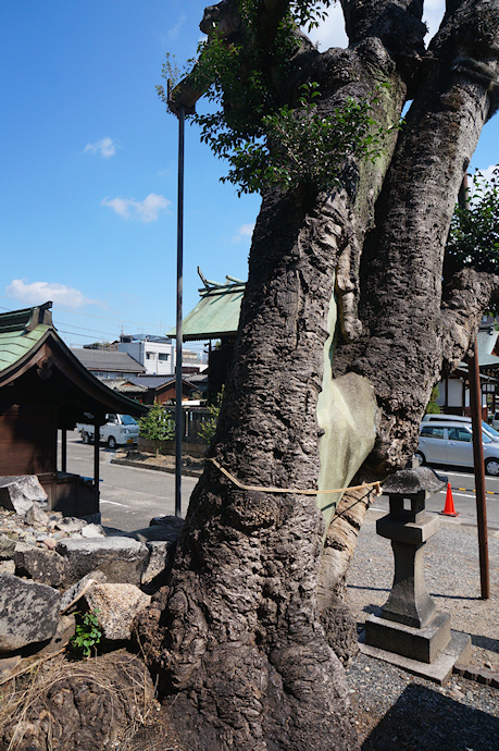 伊勢神社のクロガネモチ