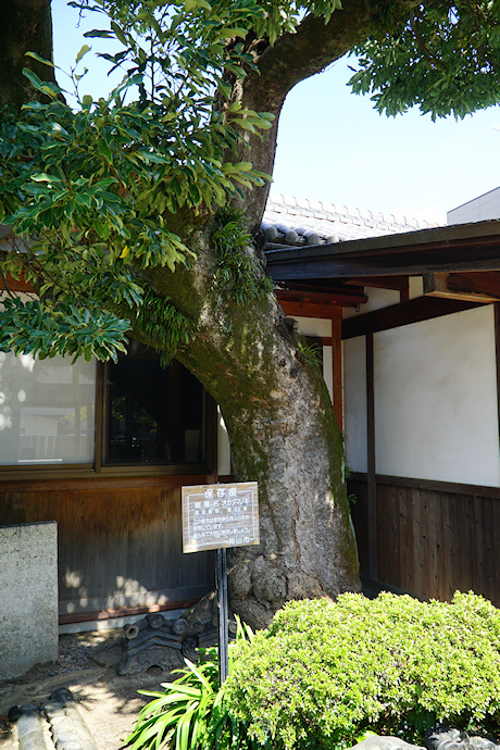 伊勢神社のオガタマノキ