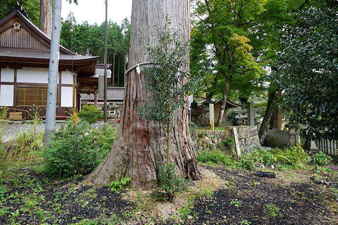 春日神社のヒノキ