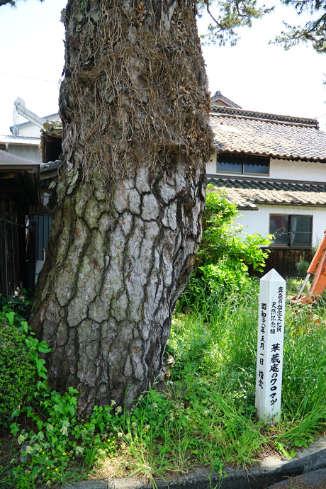 華蔵庵のクロマツ