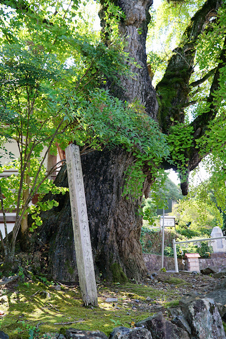 吉備津神社のイチョウ