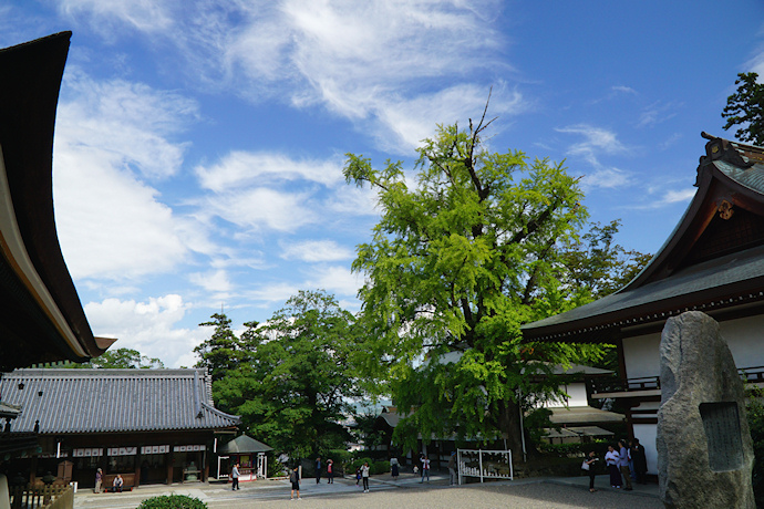 吉備津神社のイチョウ