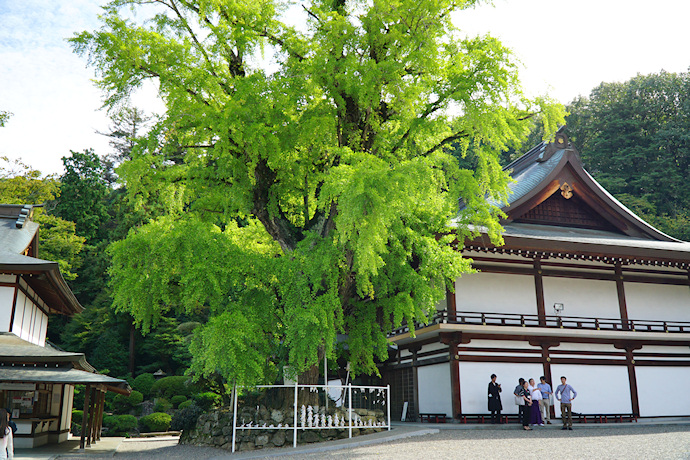 吉備津神社のイチョウ