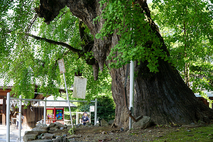 吉備津神社のイチョウ