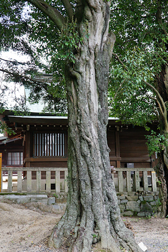 吉備津彦神社のアラカシ