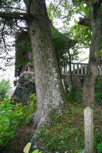 吉備津彦神社のモミ