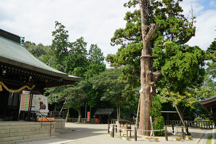 吉備津彦神社の平安杉