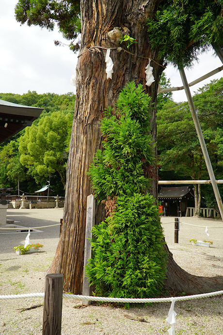 吉備津彦神社の平安杉