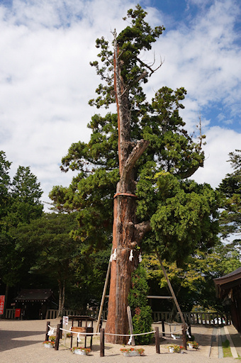 吉備津彦神社の平安杉