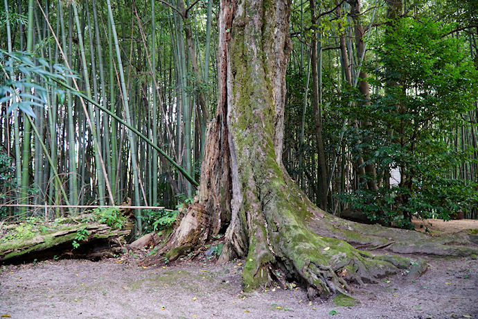 古森神社のムクノキ