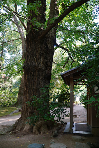 岡山後楽園のイチョウ