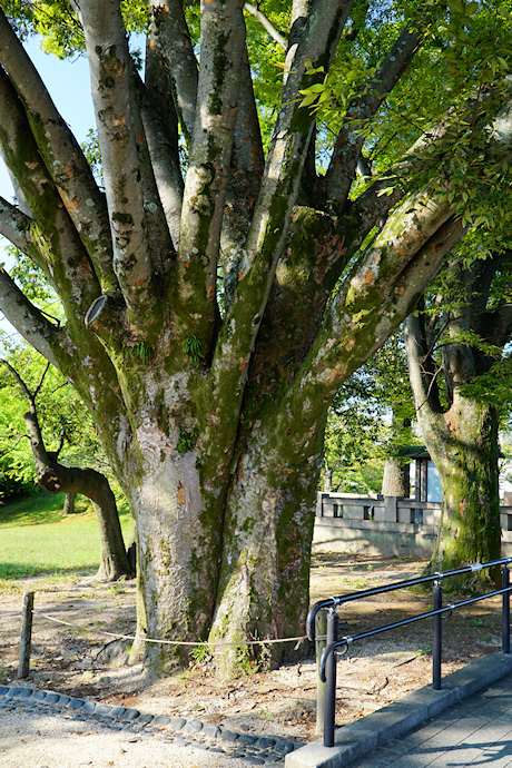 岡山後楽園・園入口のケヤキ