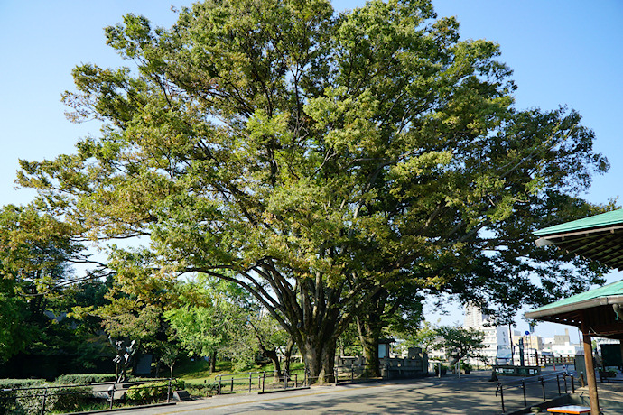 岡山後楽園・園入口のケヤキ