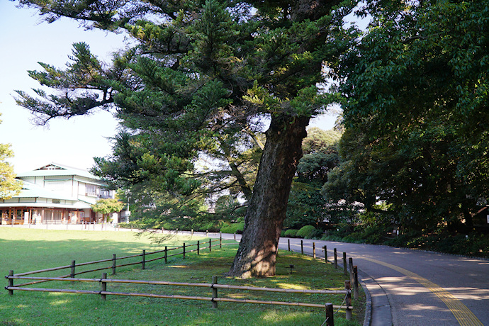 岡山後楽園・園入口のモミ